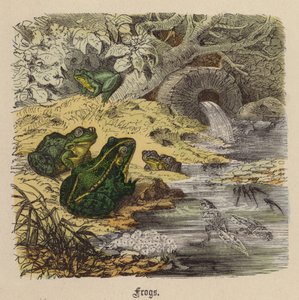 Ranas de Friedrich Specht