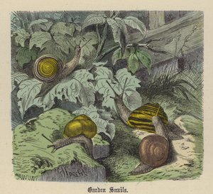Caracoles de Jardín de Friedrich Specht