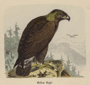 Águila Real de Friedrich Specht