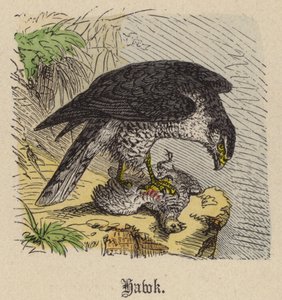 Halcón de Friedrich Specht