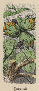 Gorgojo de la Nuez