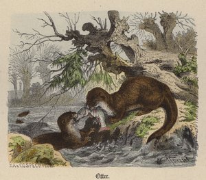 Nutria