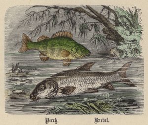Perca, Barbo