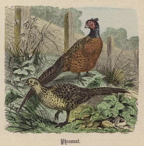 Faisán de Friedrich Specht