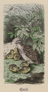 Codorniz de Friedrich Specht