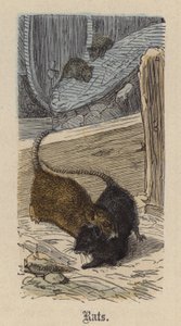 Ratas de Friedrich Specht