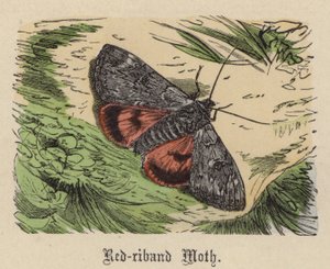 Polilla de la cinta roja