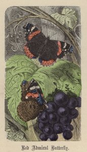 Mariposa almirante rojo