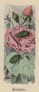 Escarabajo Rosa