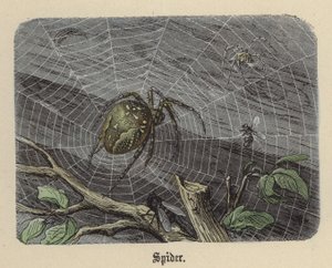 Araña