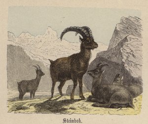 Steinbok de Friedrich Specht