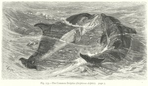El delfín común (Delphinus Delphis) (grabado) de Friedrich Specht