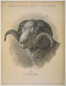 La oveja merina, de 