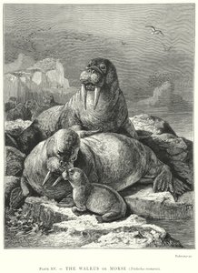  de Friedrich Specht
