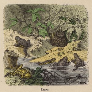 Sapos de Friedrich Specht