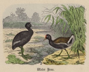 Gallinas de agua
