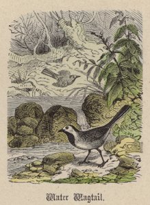 Lavandera de Friedrich Specht