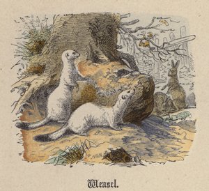 Comadreja de Friedrich Specht