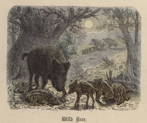 Jabalí de Friedrich Specht