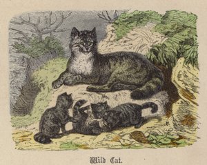 Gato Montés de Friedrich Specht