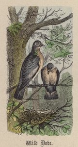 Paloma Salvaje de Friedrich Specht