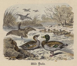 Patos salvajes de Friedrich Specht