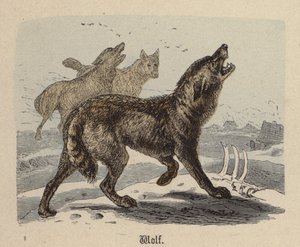 Lobo