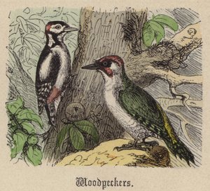 Pájaros Carpinteros de Friedrich Specht