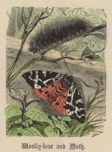 Oruga lanuda y polilla de Friedrich Specht