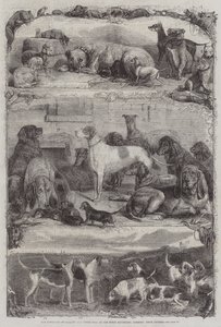 La exposición de perros deportivos y otros en el Horse Repository, Holborn, animales premiados