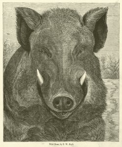 Jabalí