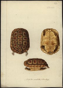 Homopus areolatus, antes de 1792