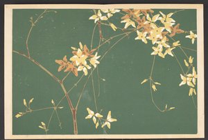Shasei sôka môyô, Patrones de plantas y flores de la vida