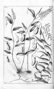Cantharifera y Flagellaria indica del Herbarium amboinense de G.E. Rumphius