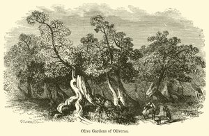 Jardines de olivos de Oliveras de G. F. Sargent