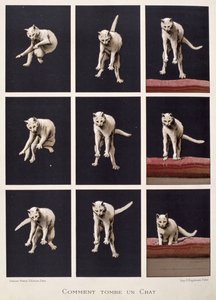 Cómo cae un gato, de Les Dernieres Merveilles de la Science por Daniel Bellet de G. Lasellaz