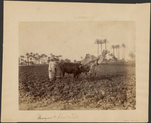 Camello arador de G. Lekegian