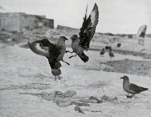 Gaviotas Skua peleando por un trozo de grasa, 1911, 1913