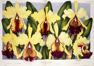 Variedades de la Orquídea Cattleya, 1885-1903