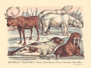 Página 14: Animales polares: renos, osos polares, foca arpa, morsa macho de Gabriel Gostiaux