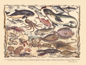 Página 16: Medusa, marsopa, arenque, atún, caballa, tiburón, mújol, pulpo, sardinas, langosta, sepia, bacalao, rodaballo, barba, cangrejo, ermitaño Bernard, ostras, vieiras, asteria, teja, raya, lenguado, langosta, mejillones de Gabriel Gostiaux