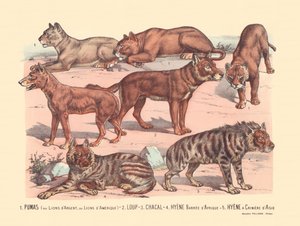 Página 13: Pumas o leones plateados o leones americanos Lobo, chacal, hiena barrada africana, hiena de crin asiática