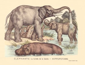 Página 7: Los elefantes: el baño de la familia de los hipopótamos de Gabriel Gostiaux