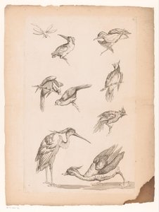 Ocho pájaros chinos, incluidos martines pescadores, una garza, un pato y una libélula Varias aves chinas (título de la serie) Livre des differentes éspeces d