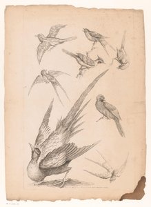 Ocho pájaros chinos, posiblemente incluidas las aves del paraíso. Varias aves chinas (título de la serie) Livre des differentes éspeces d