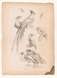 Ocho pájaros chinos, posiblemente incluidas las aves del paraíso. Varias aves chinas (título de la serie) Livre des differentes éspeces d