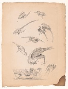 Once pájaros chinos, incluidos patos y cotorras. Varias aves chinas (título de la serie) Livre des differentes éspeces d
