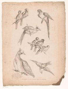 Nueve pájaros chinos Varias aves chinas (título de la serie) Livre des differentes éspeces d