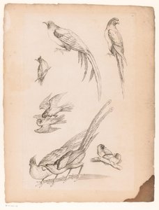 Nueve pájaros chinos Varias aves chinas (título de la serie) Livre des differentes éspeces d