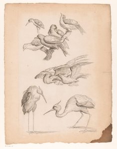 Nueve pájaros chinos, incluidas garzas y un martín pescador. Varias aves chinas (título de la serie) Livre des differentes éspeces d